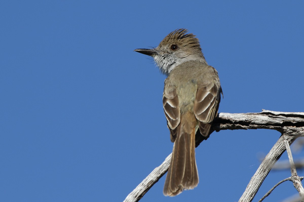 Dusky-capped Flycatcher - ML241542161