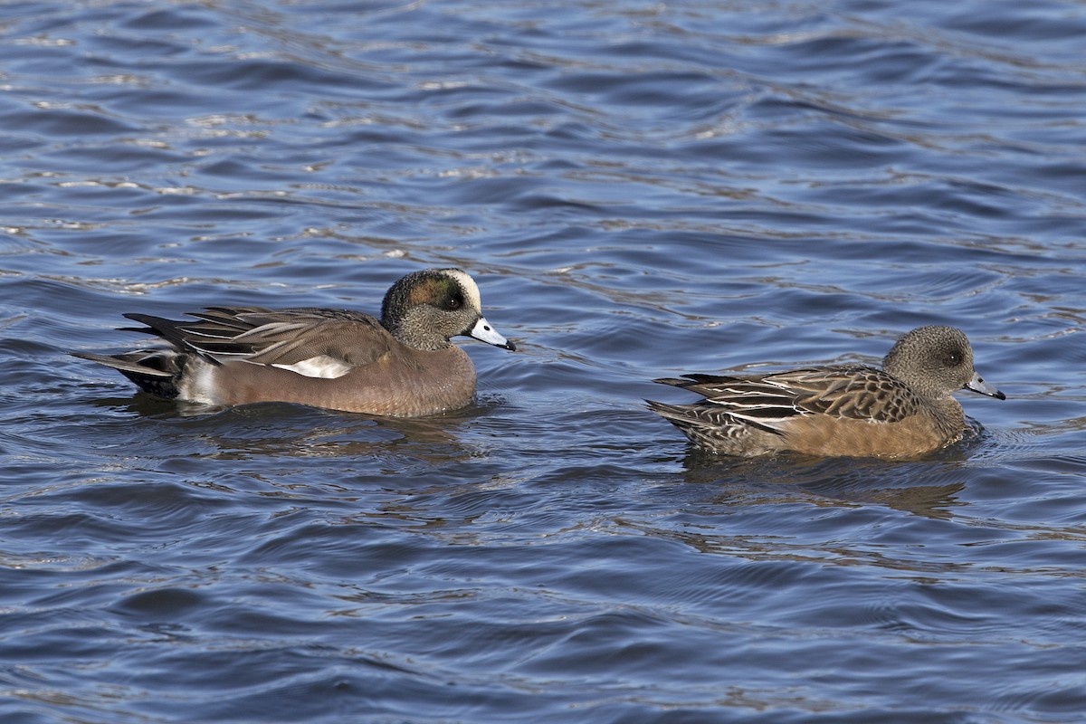 American Wigeon - ML24154231