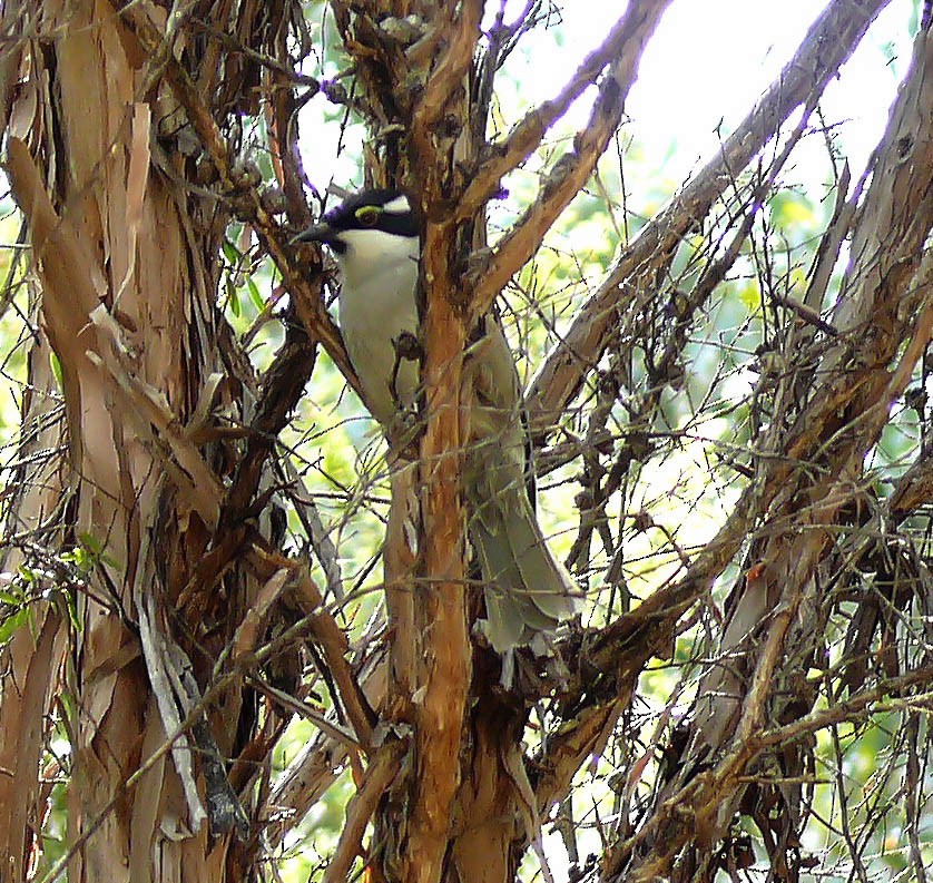 Strong-billed Honeyeater - Marlene Lyell