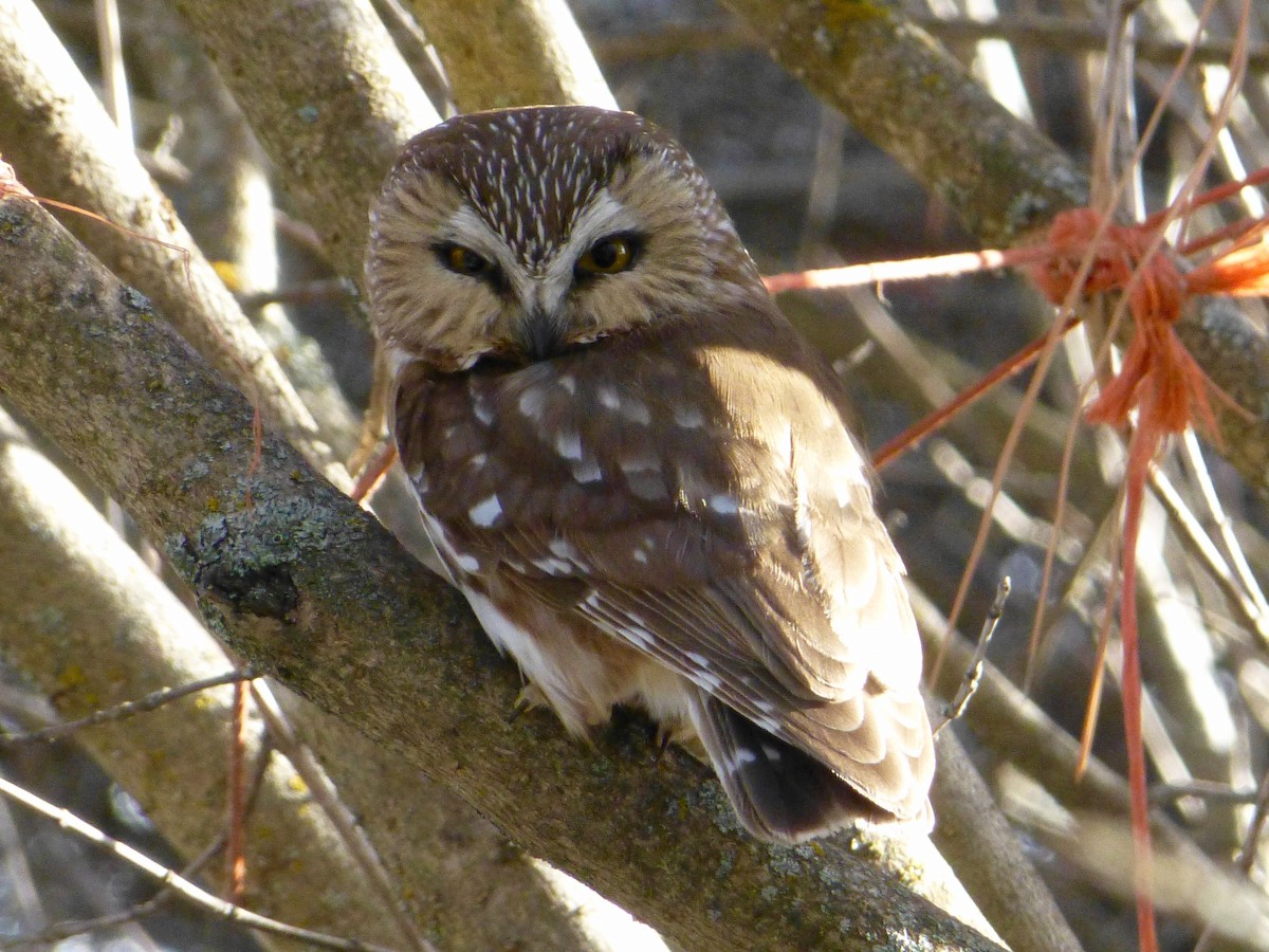 Northern Saw-whet Owl - Greg Ross