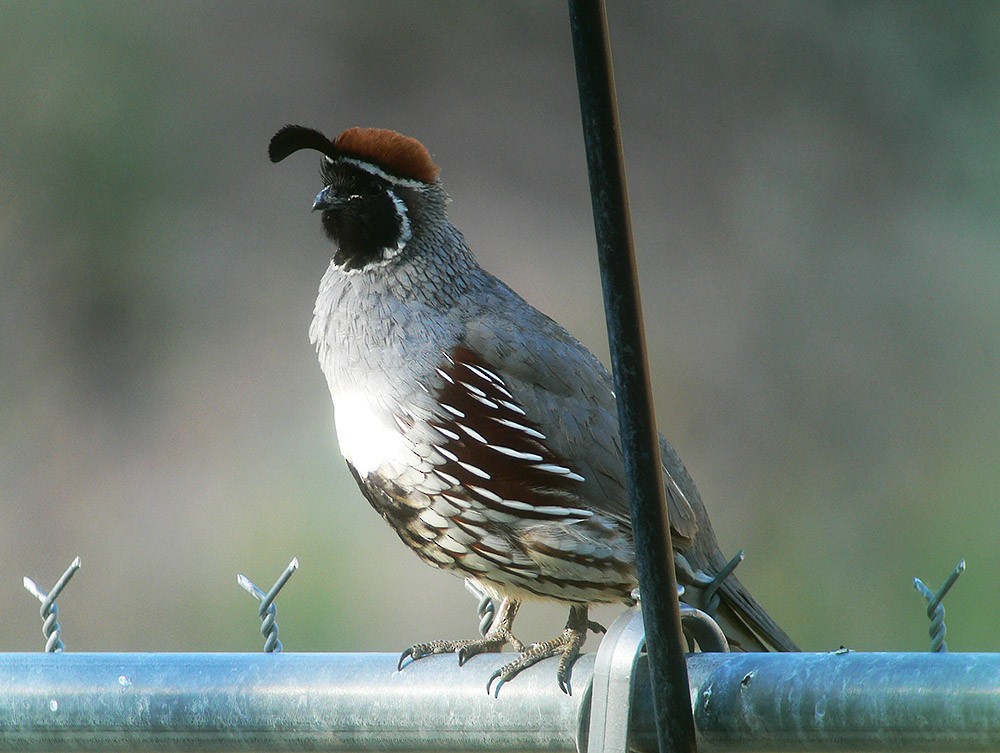 Gambel's Quail - ML24154351
