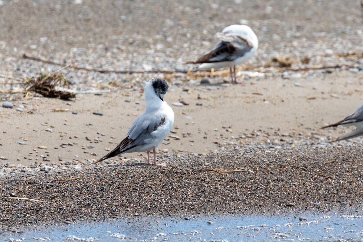 Bonaparte's Gull - Ric mcarthur