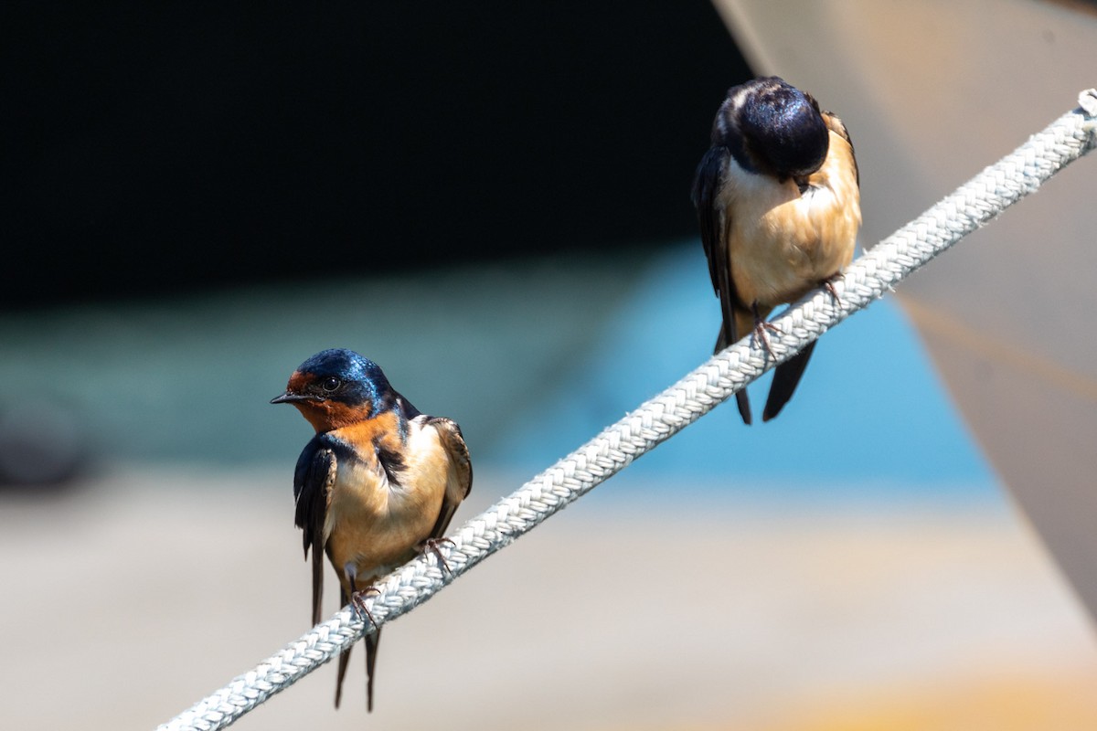 Barn Swallow - Ric mcarthur