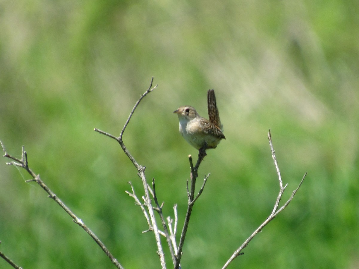 Sedge Wren - ML241544941