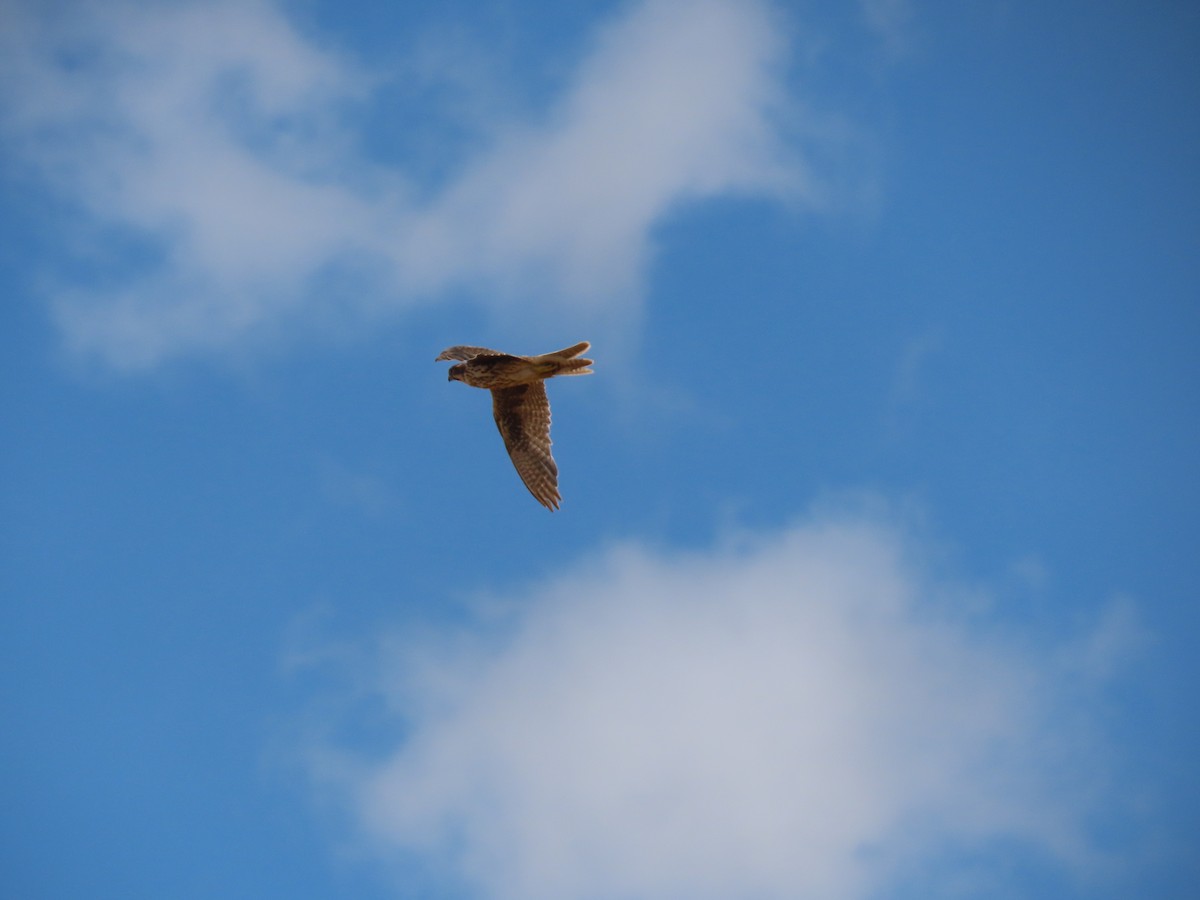 Prairie Falcon - Long-eared Owl