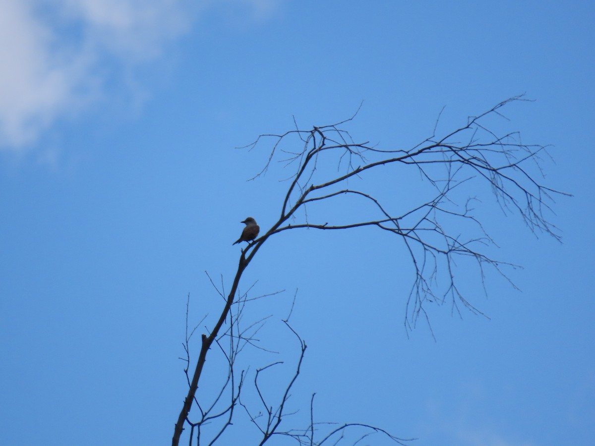 Western Kingbird - ML241547001