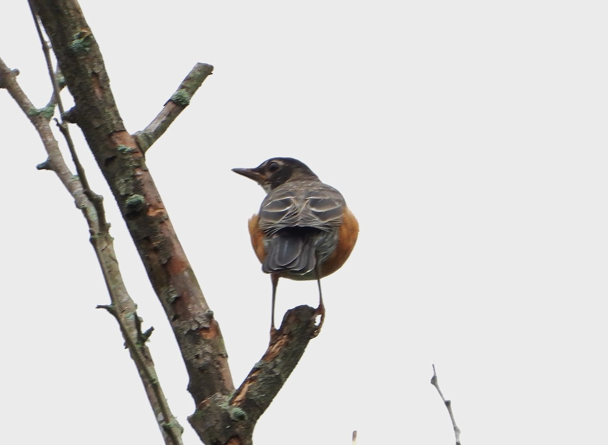 American Robin - Ron Furnish