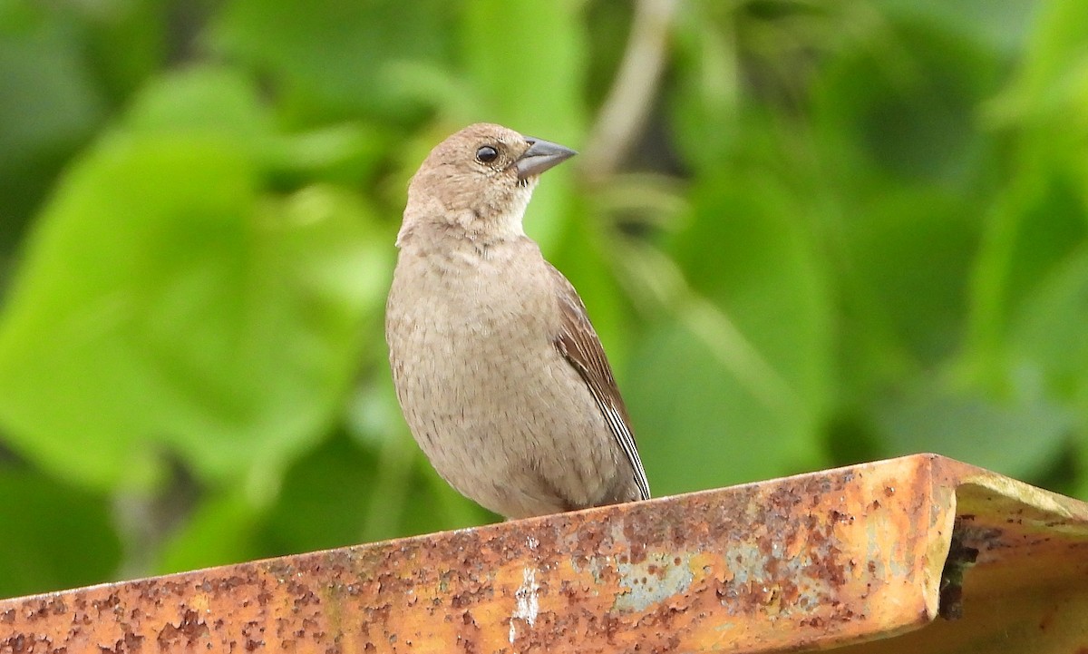 Brown-headed Cowbird - ML241547691