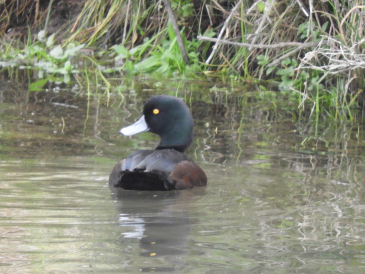 New Zealand Scaup - ML241548741