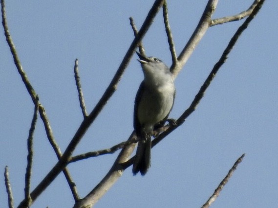 Blue-gray Gnatcatcher - ML241549161