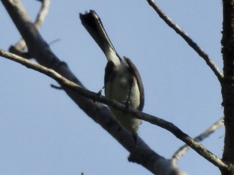 Blue-gray Gnatcatcher - ML241549171