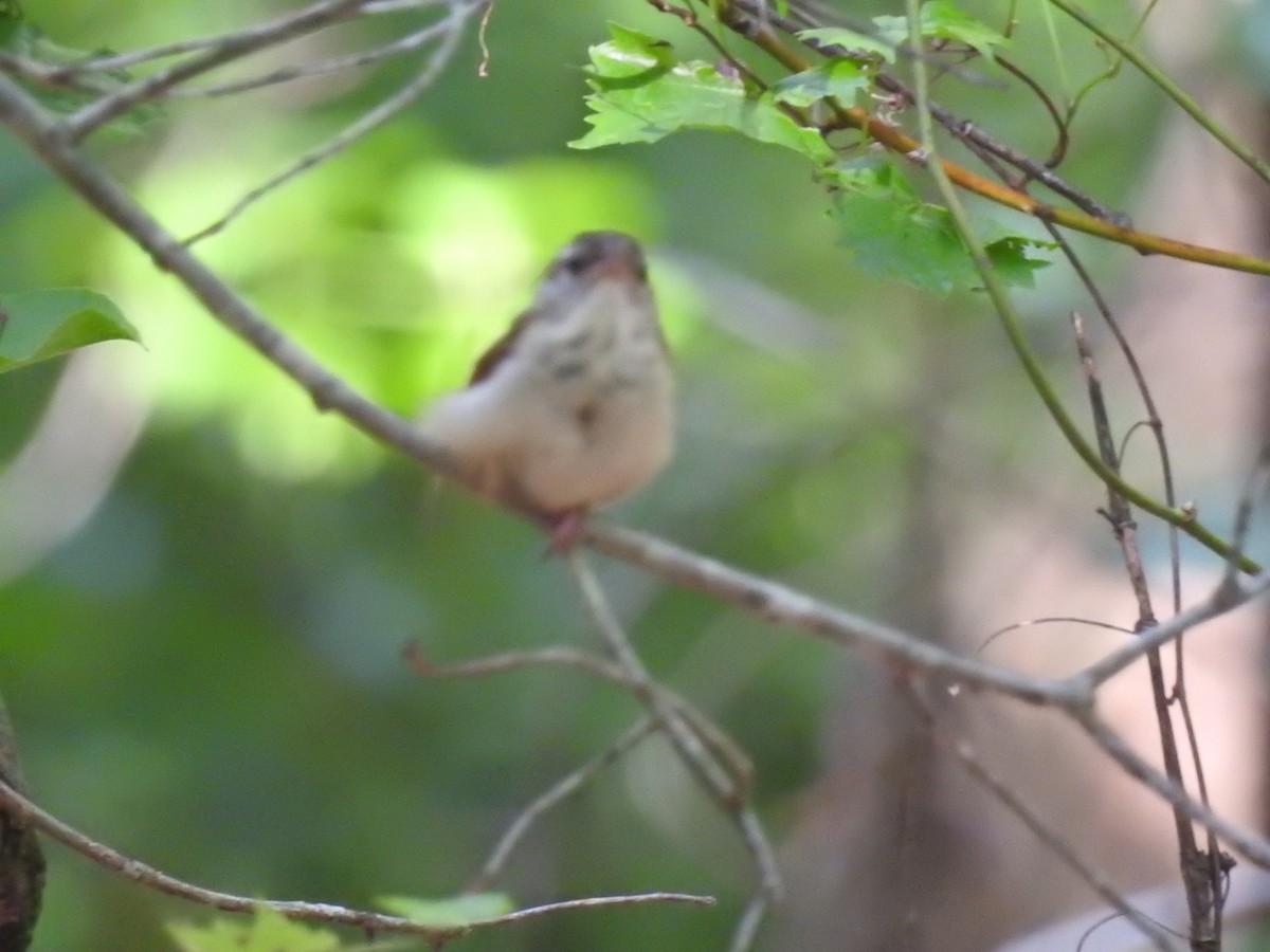 Carolina Wren - ML241549331