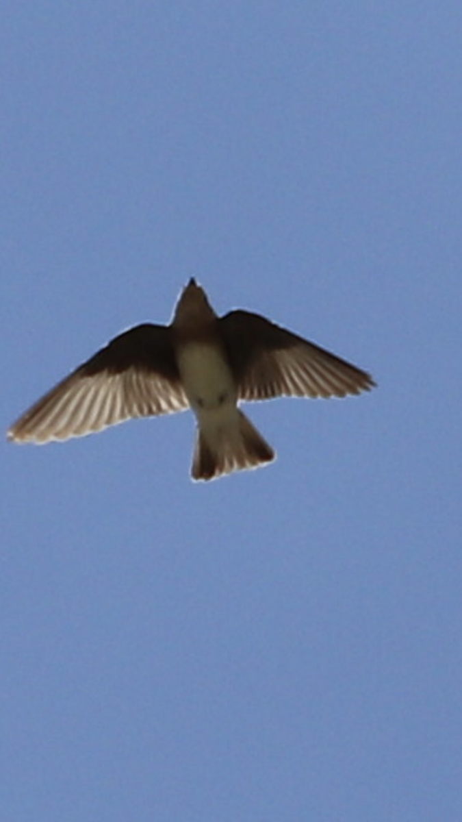Northern Rough-winged Swallow - ML241550091