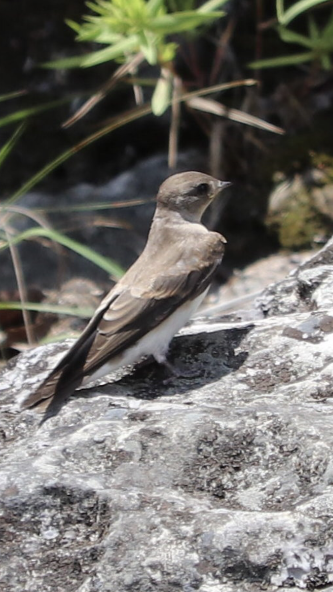 Northern Rough-winged Swallow - ML241550181