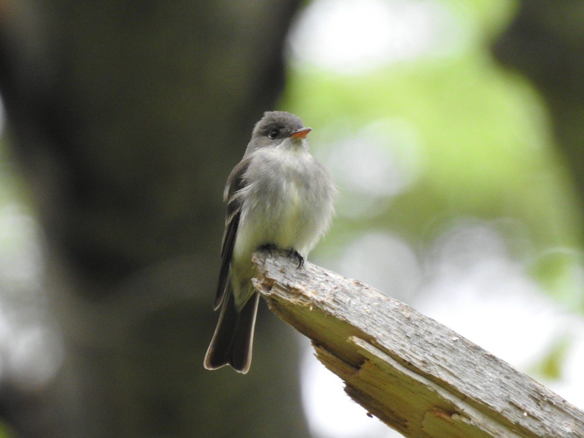 Eastern Wood-Pewee - Shelley Appleton