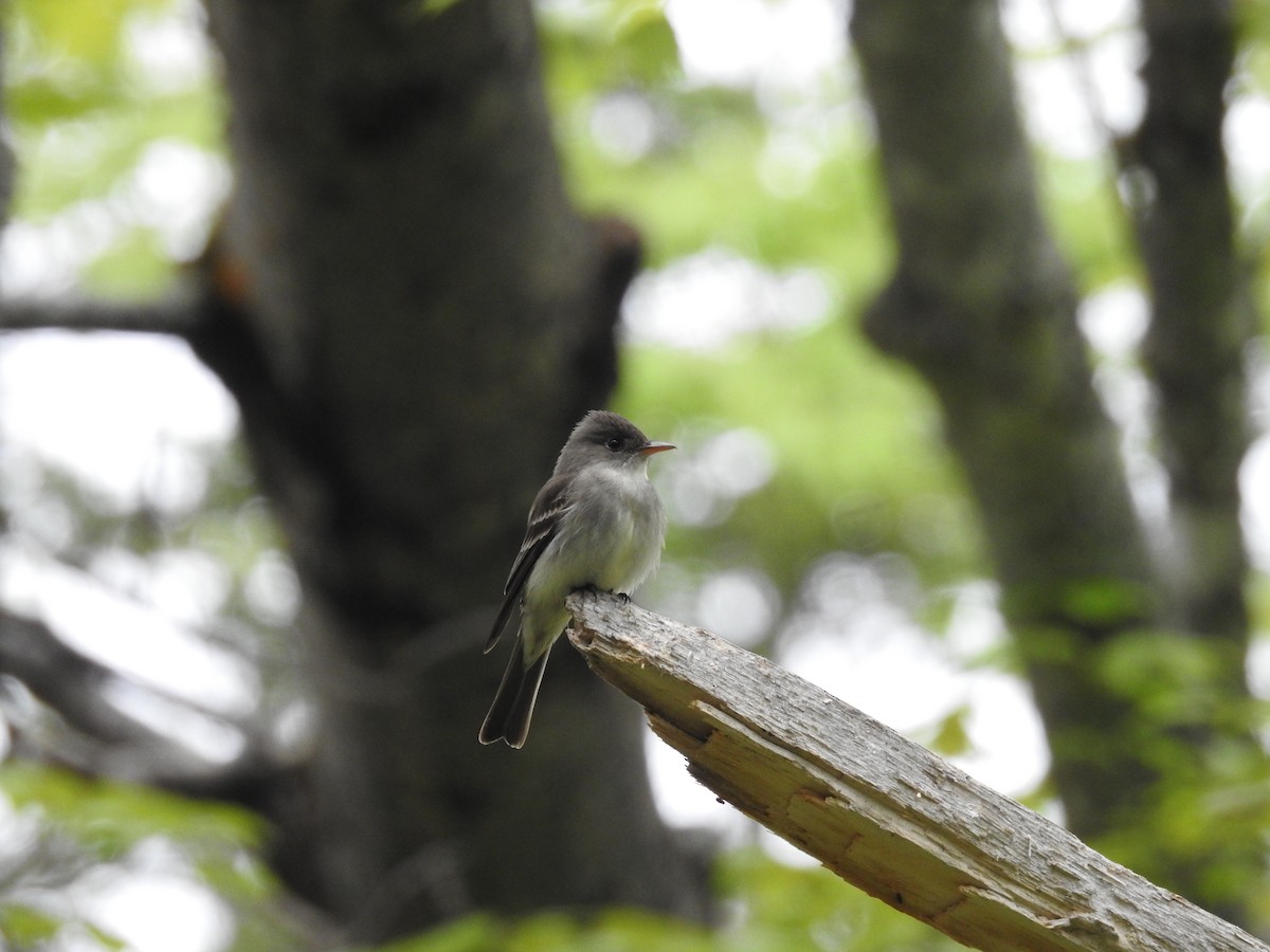 Eastern Wood-Pewee - ML241551121