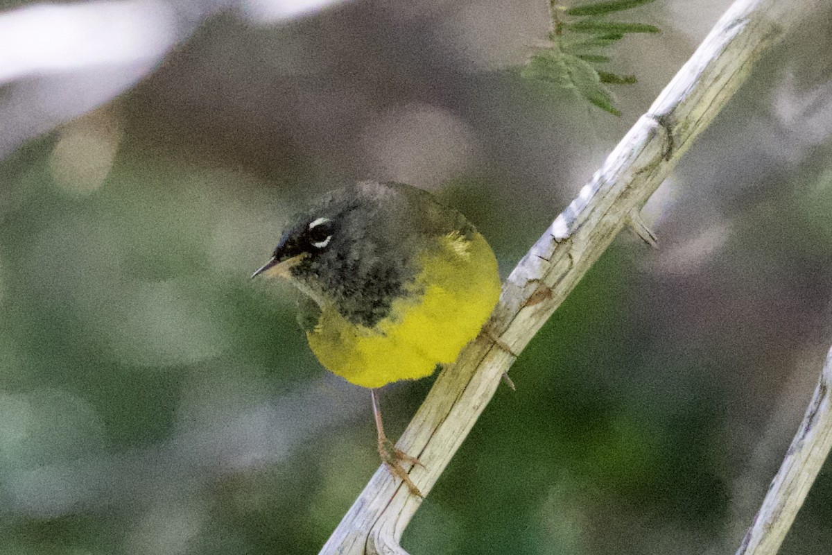 MacGillivray's Warbler - ML241551791