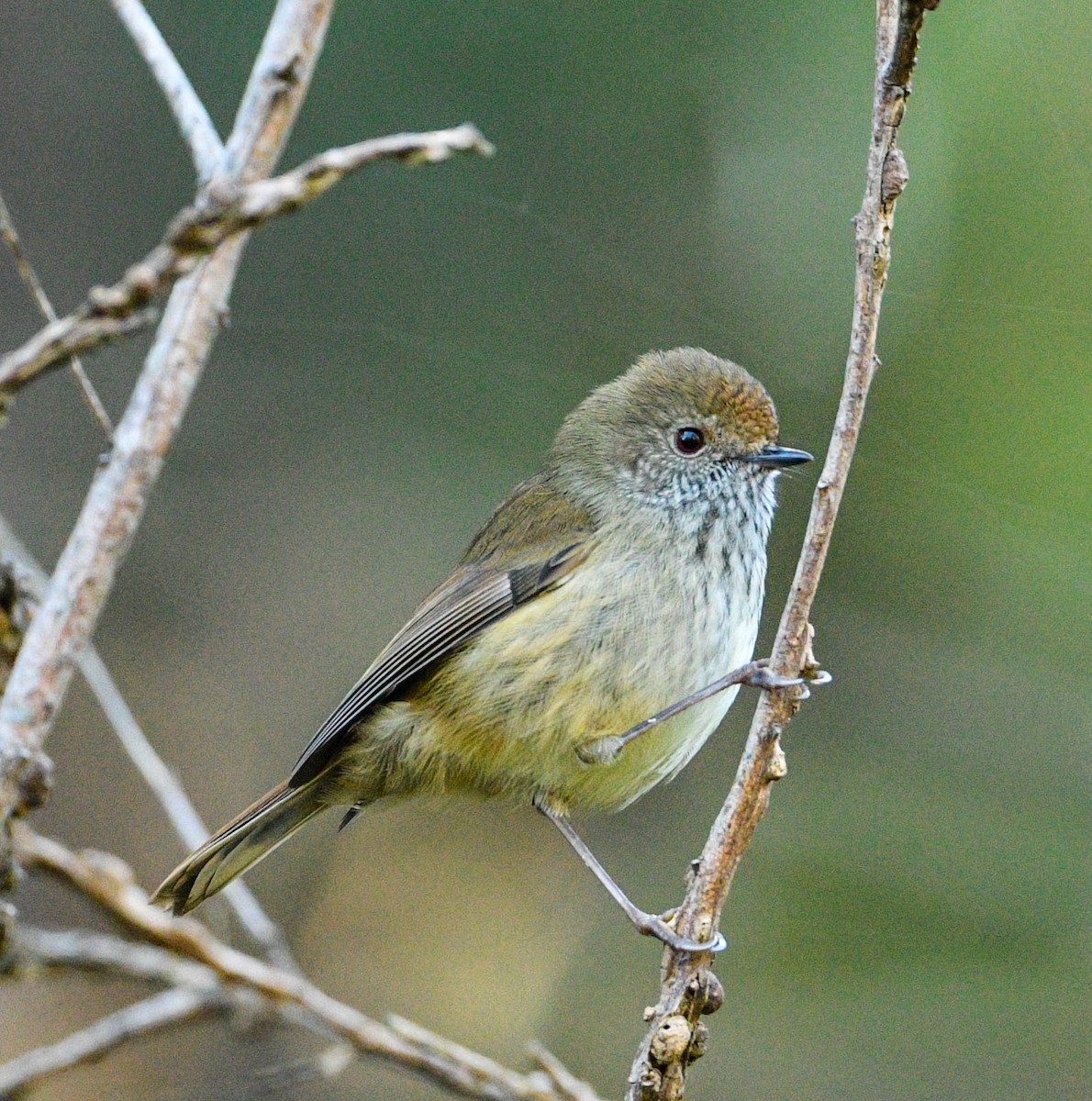Brown Thornbill - Roy Burgess
