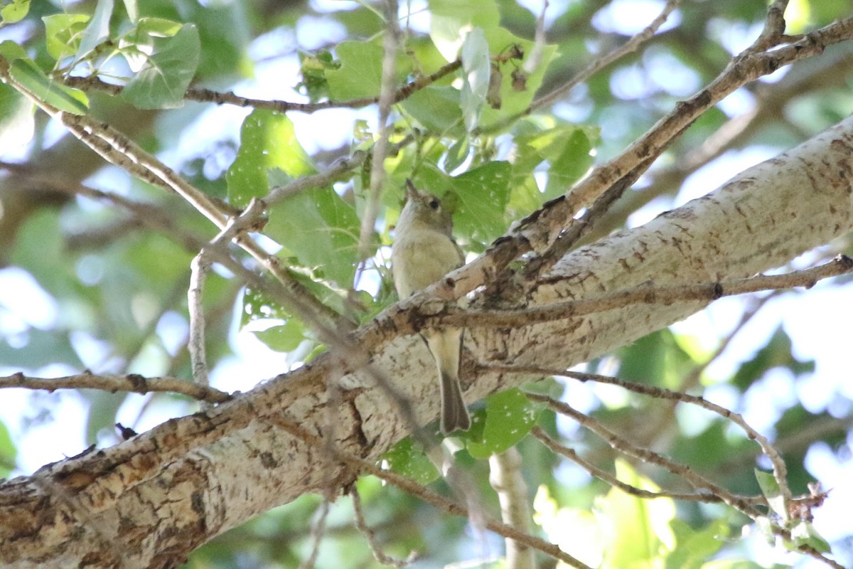 Hutton's Vireo - ML241554931