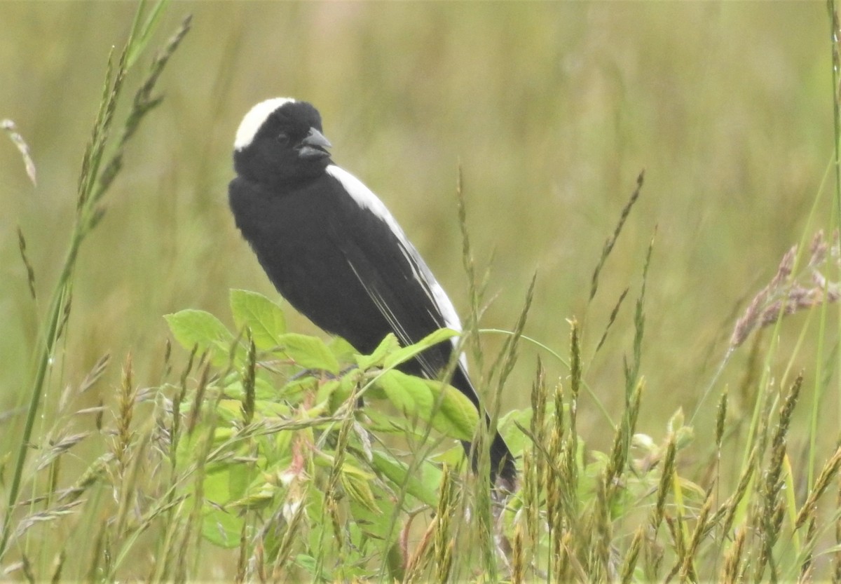 bobolink americký - ML241555401