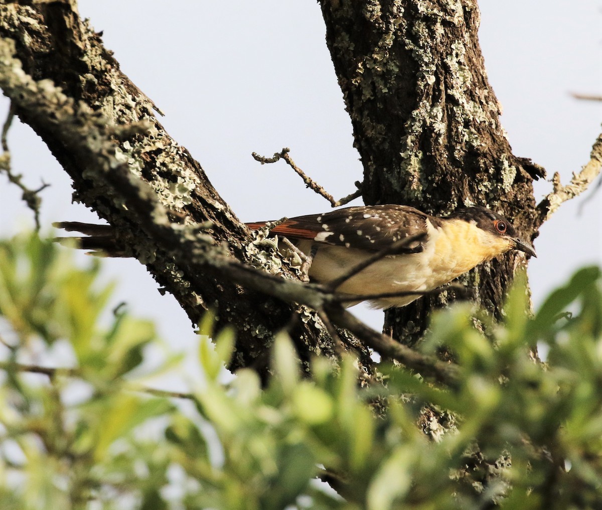 Great Spotted Cuckoo - ML241555641