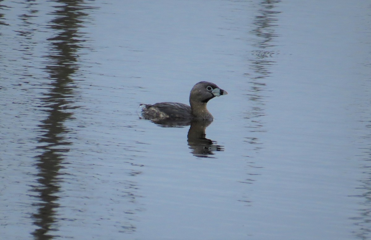 ringnebbdykker - ML241556051