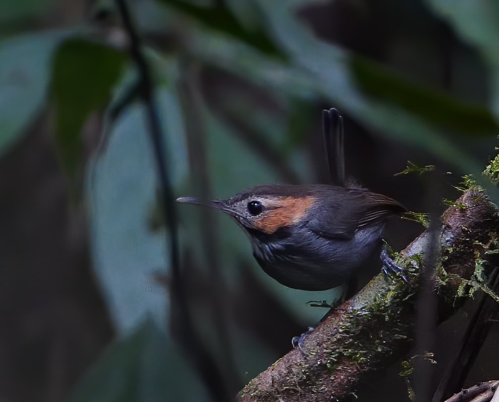 Tawny-faced Gnatwren - Mike Melton