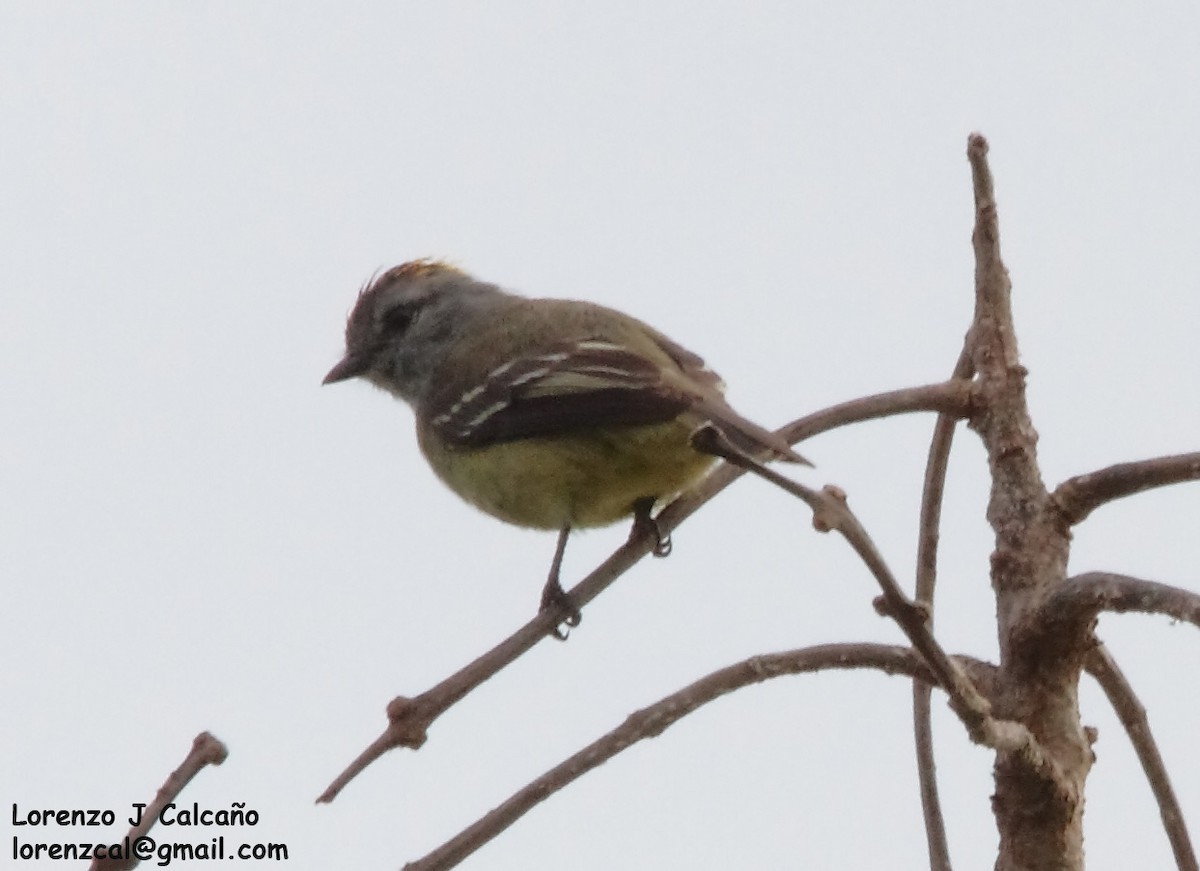 Yellow-crowned Tyrannulet - ML241556281