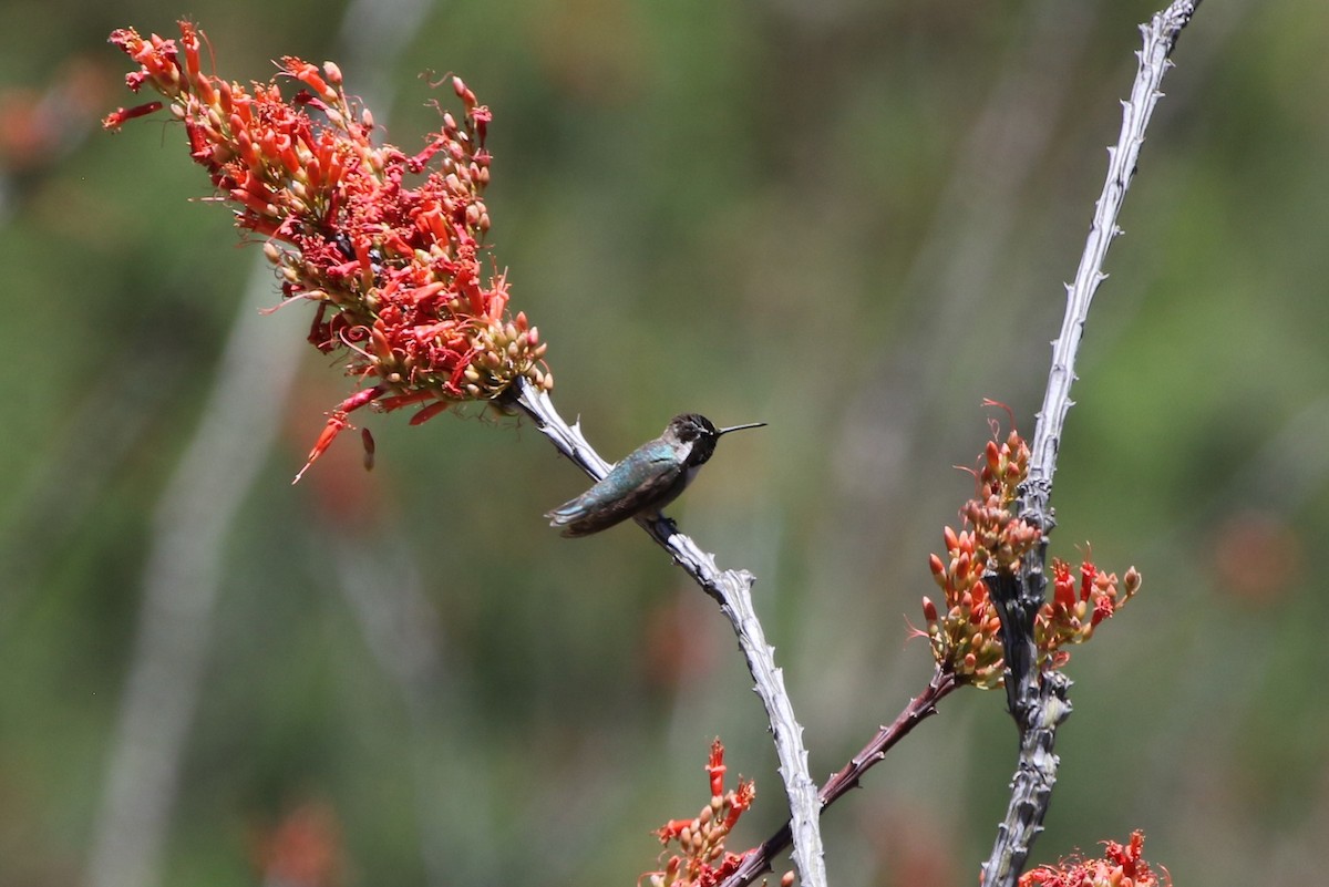 Costa's Hummingbird - David Bailey