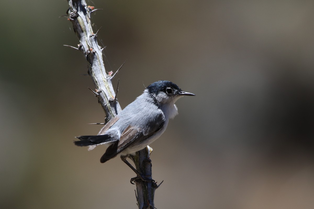 Black-tailed Gnatcatcher - David Bailey