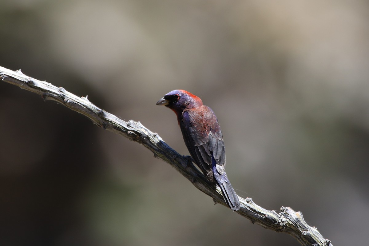 Varied Bunting - ML241556561