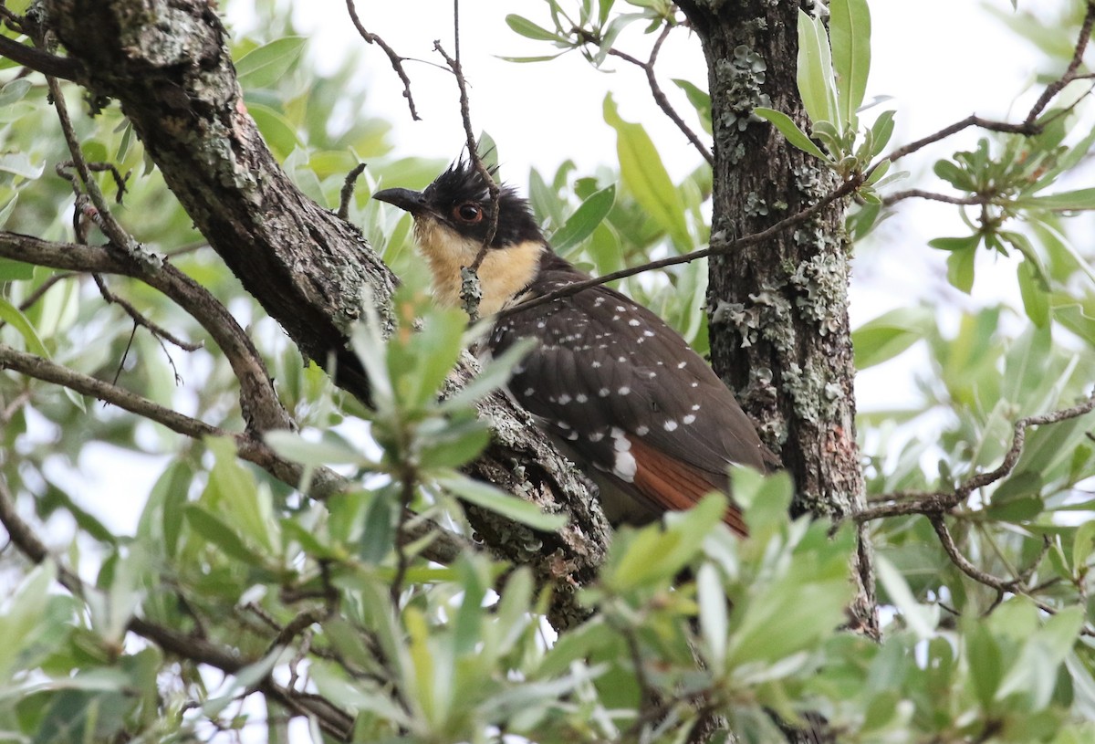 Great Spotted Cuckoo - ML241556701