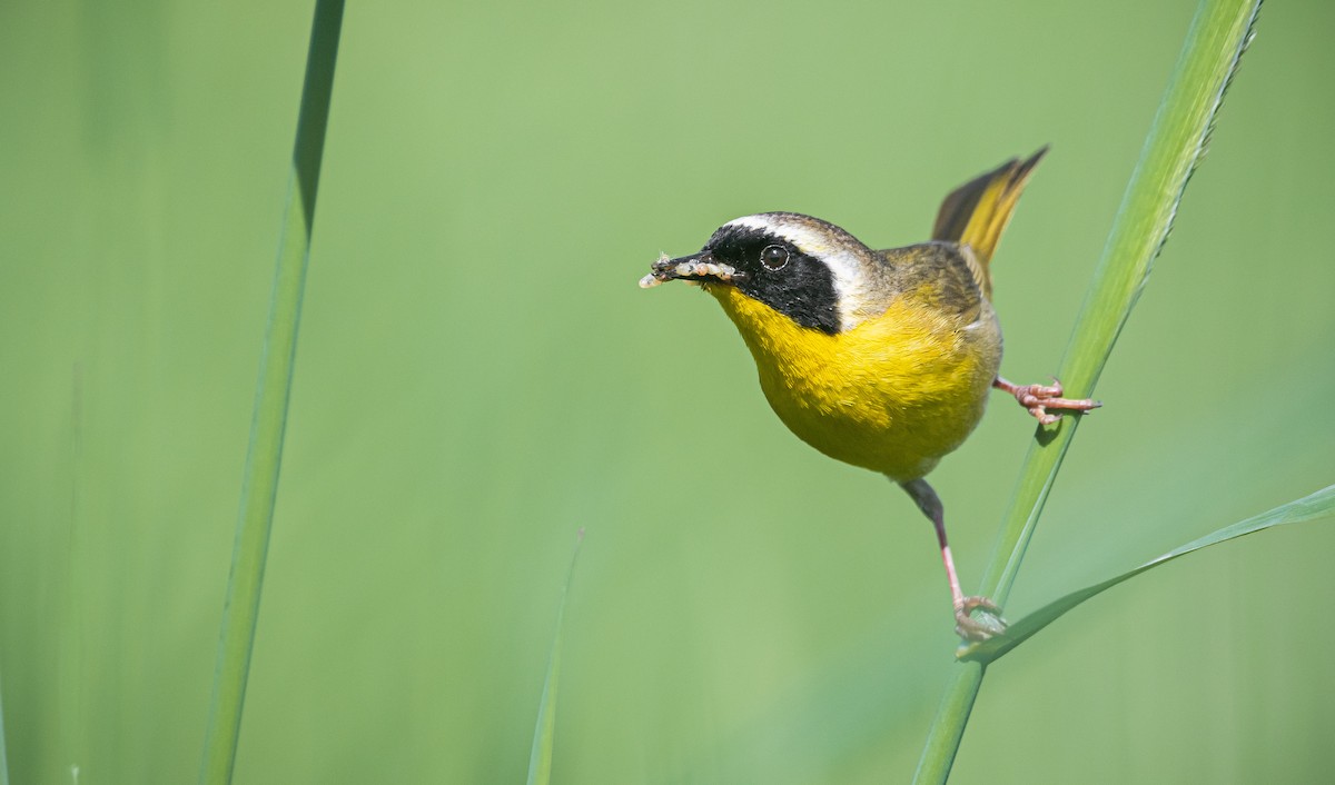 Common Yellowthroat - ML241557611