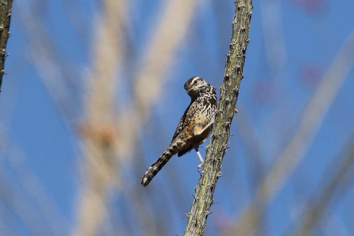 Cactus Wren - ML241557651