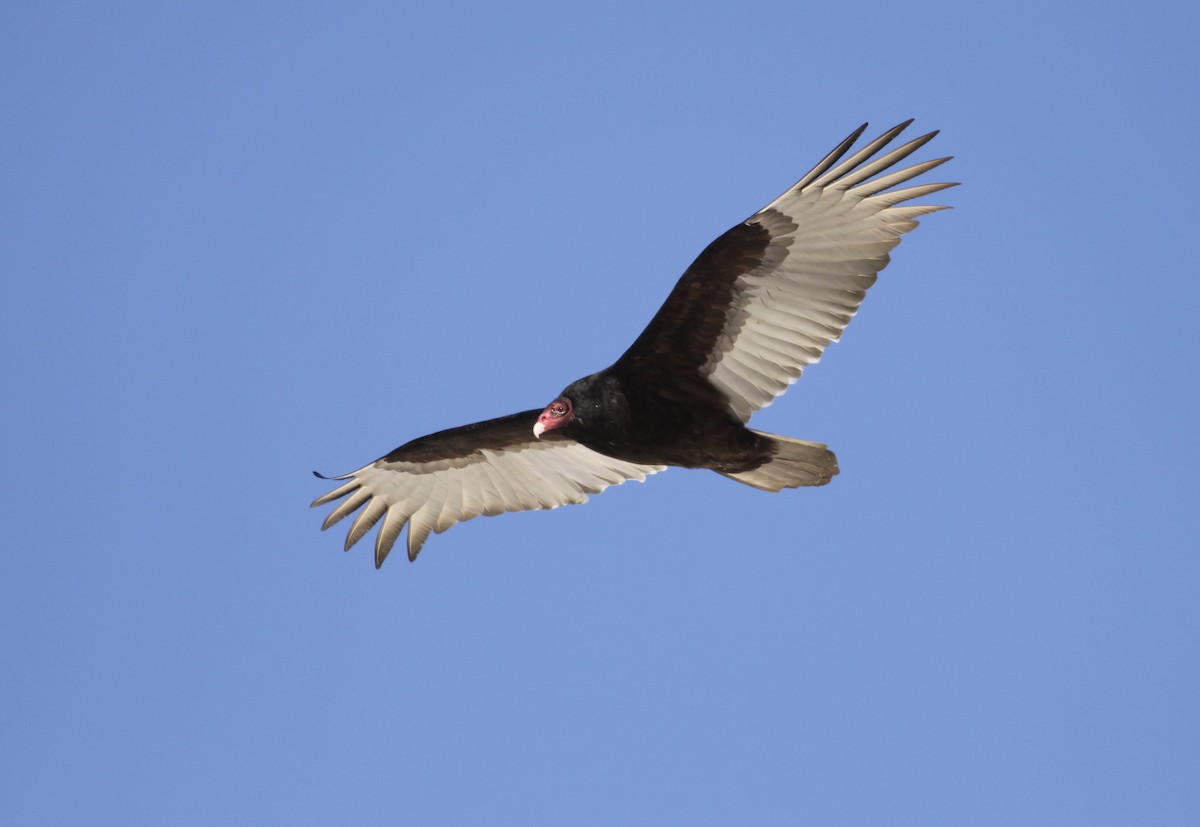 Turkey Vulture - ML24155871
