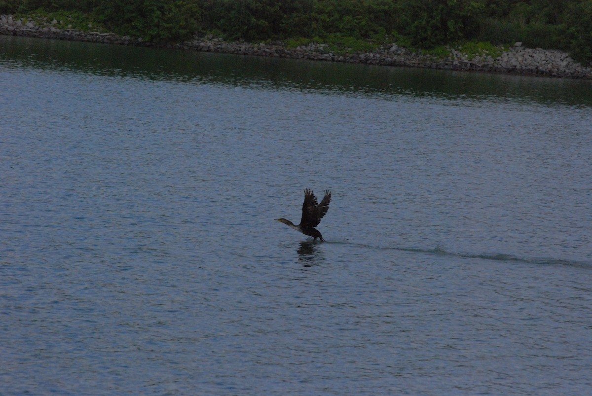 Double-crested Cormorant - ML241559271