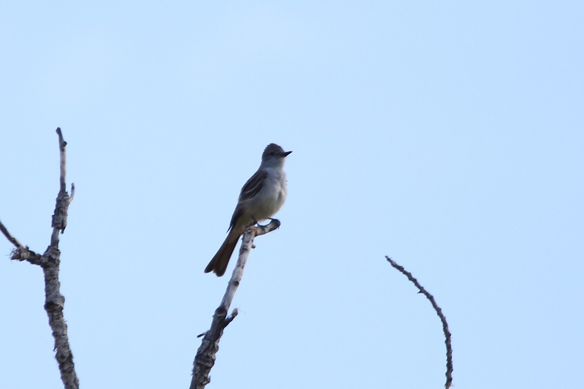 Ash-throated Flycatcher - ML241563201