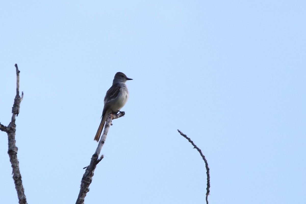 Ash-throated Flycatcher - ML241563211