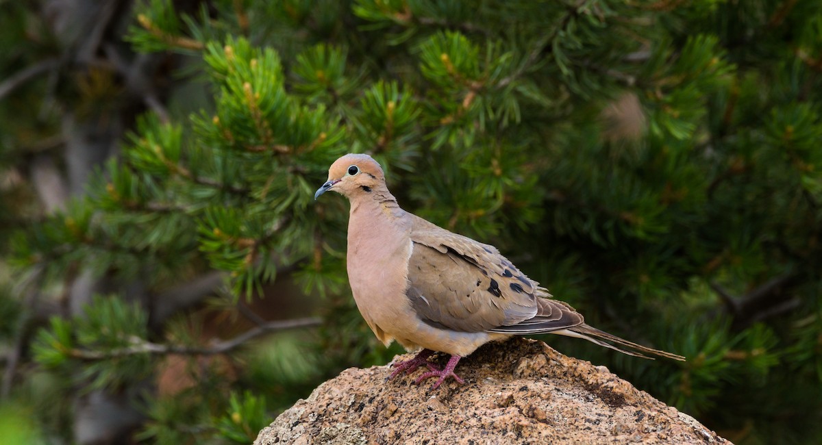 Mourning Dove - ML241563681