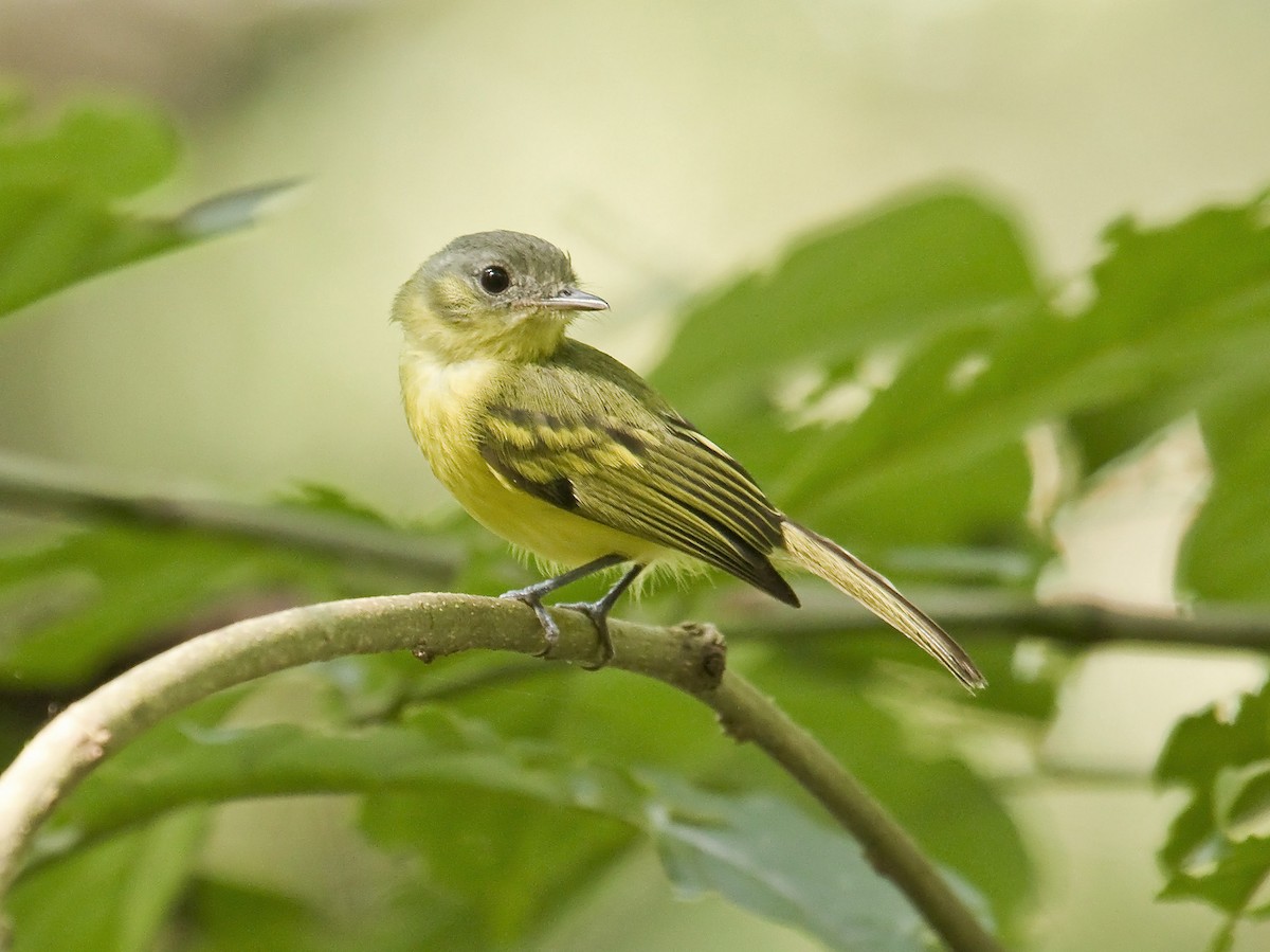 Antioquia Bristle-Tyrant - Dušan Brinkhuizen