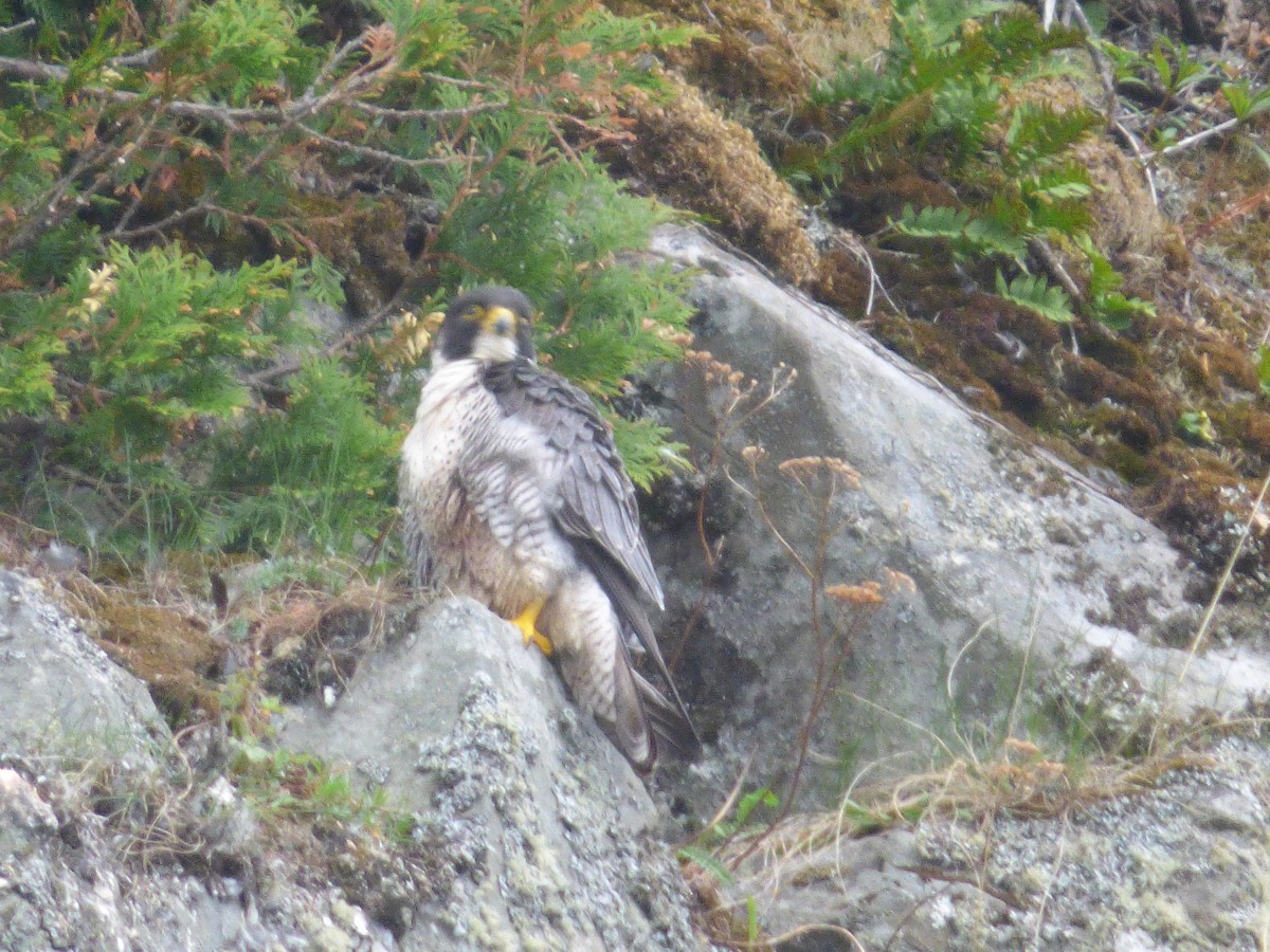 Peregrine Falcon - ML241564481