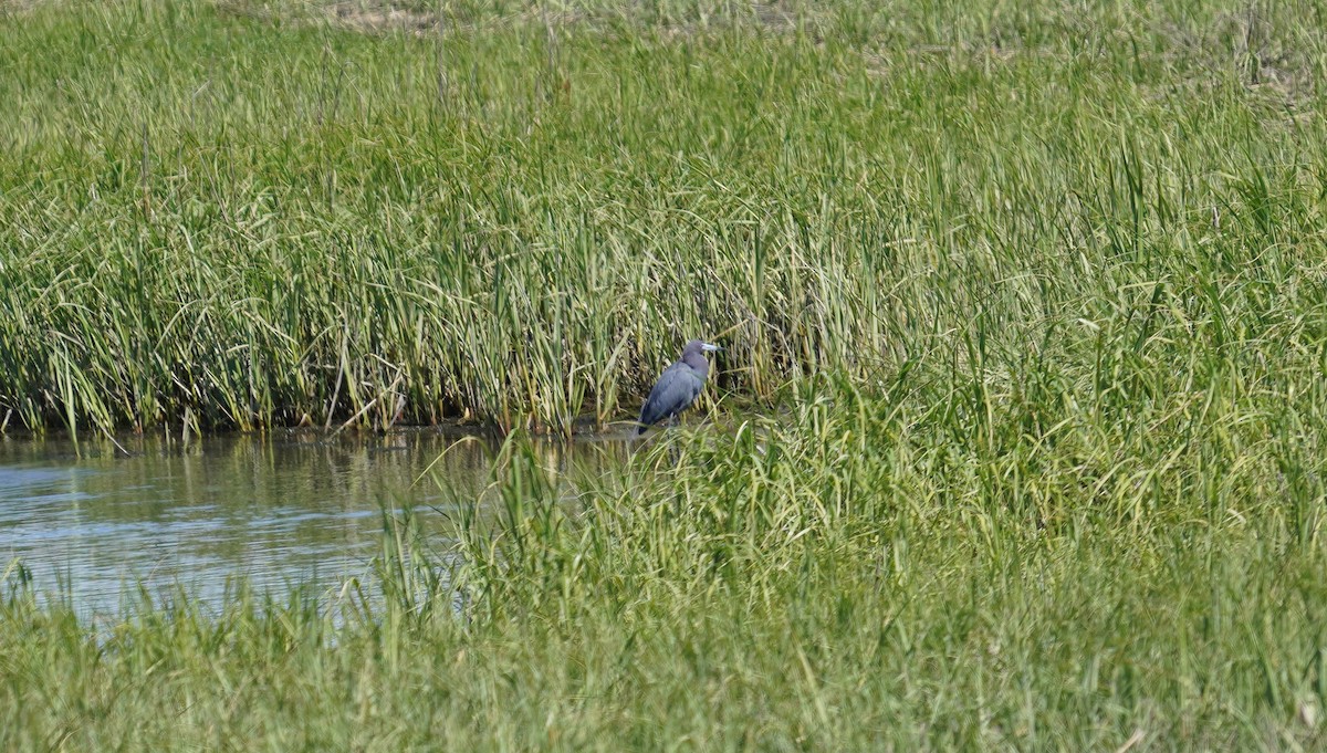 Little Blue Heron - ML241564961