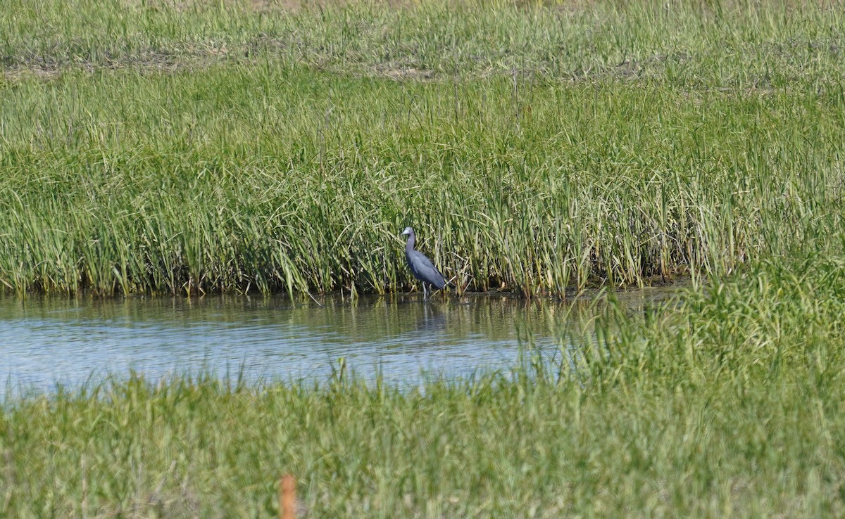 Little Blue Heron - ML241564991