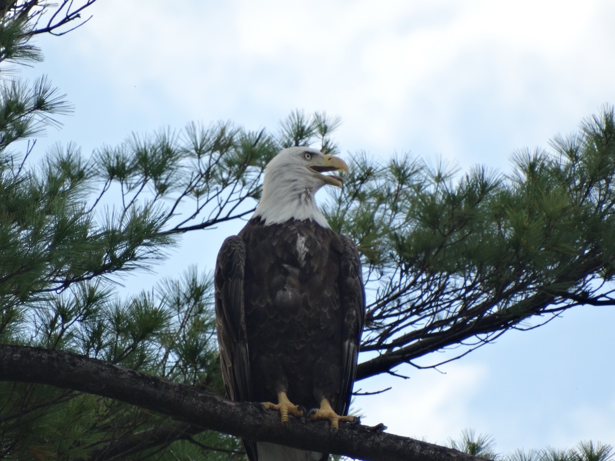 Bald Eagle - ML241566711