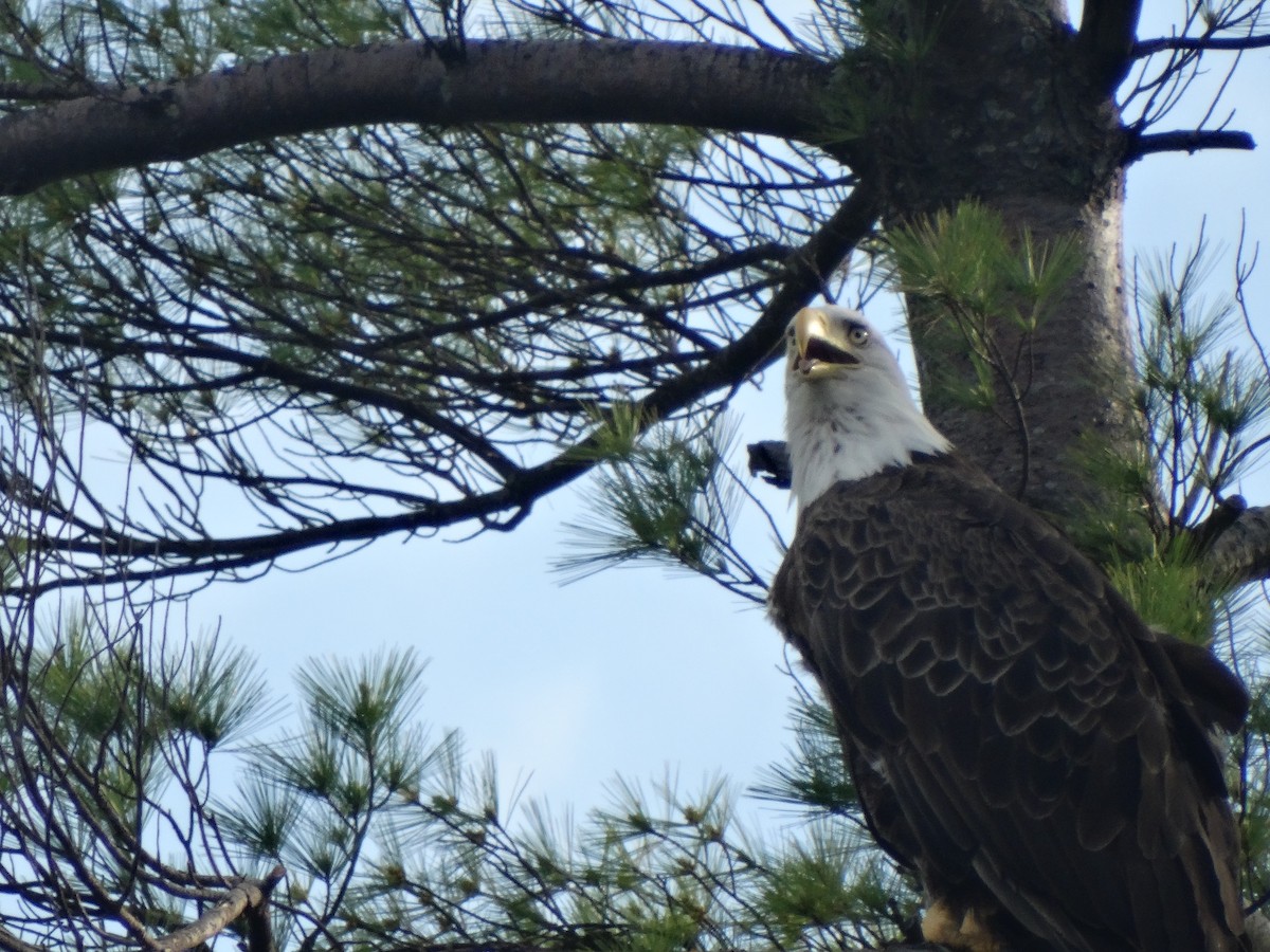 Bald Eagle - ML241566721