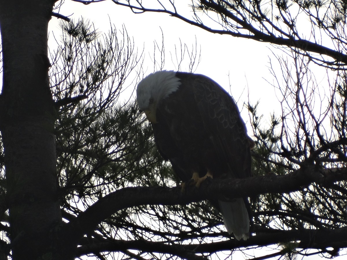 Bald Eagle - ML241566731