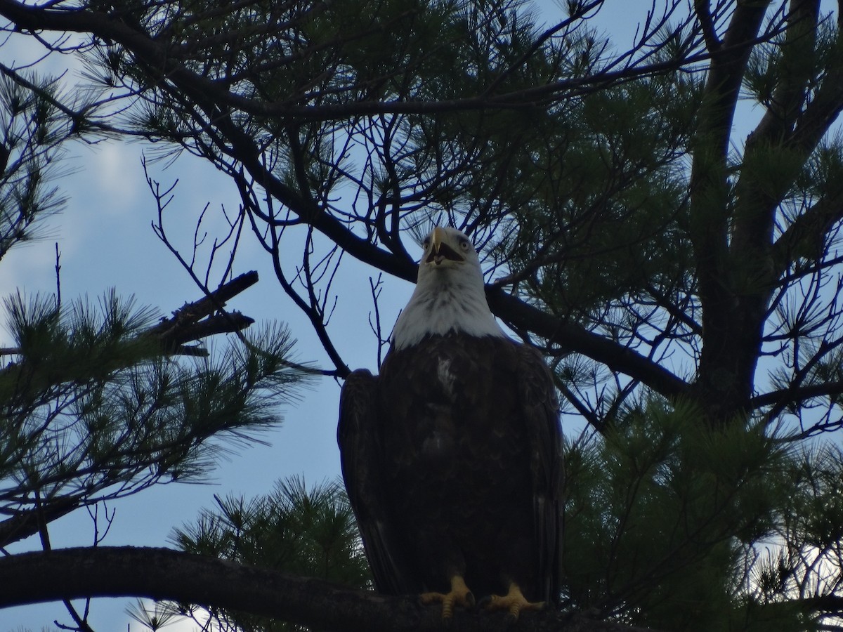 Bald Eagle - ML241566741