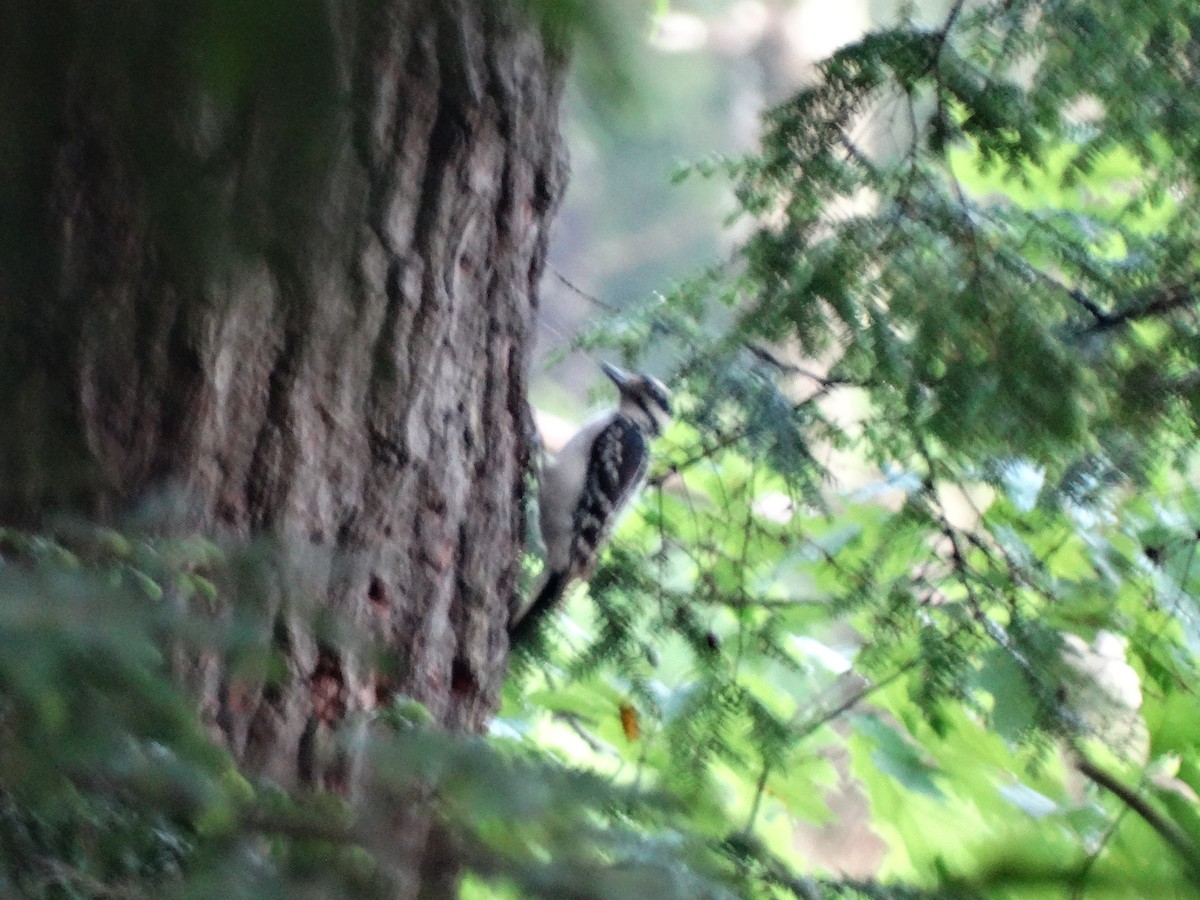 Hairy Woodpecker - ML241566791