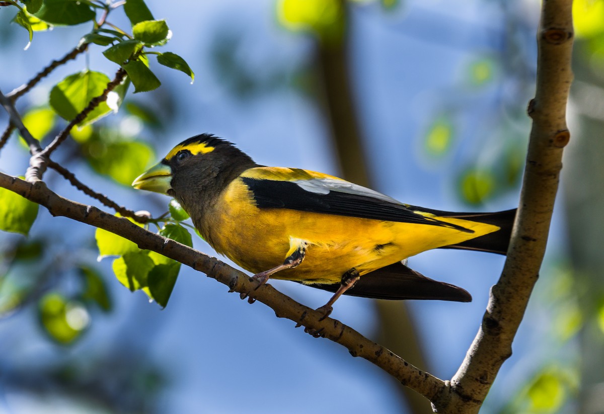 Evening Grosbeak - Jim Merritt