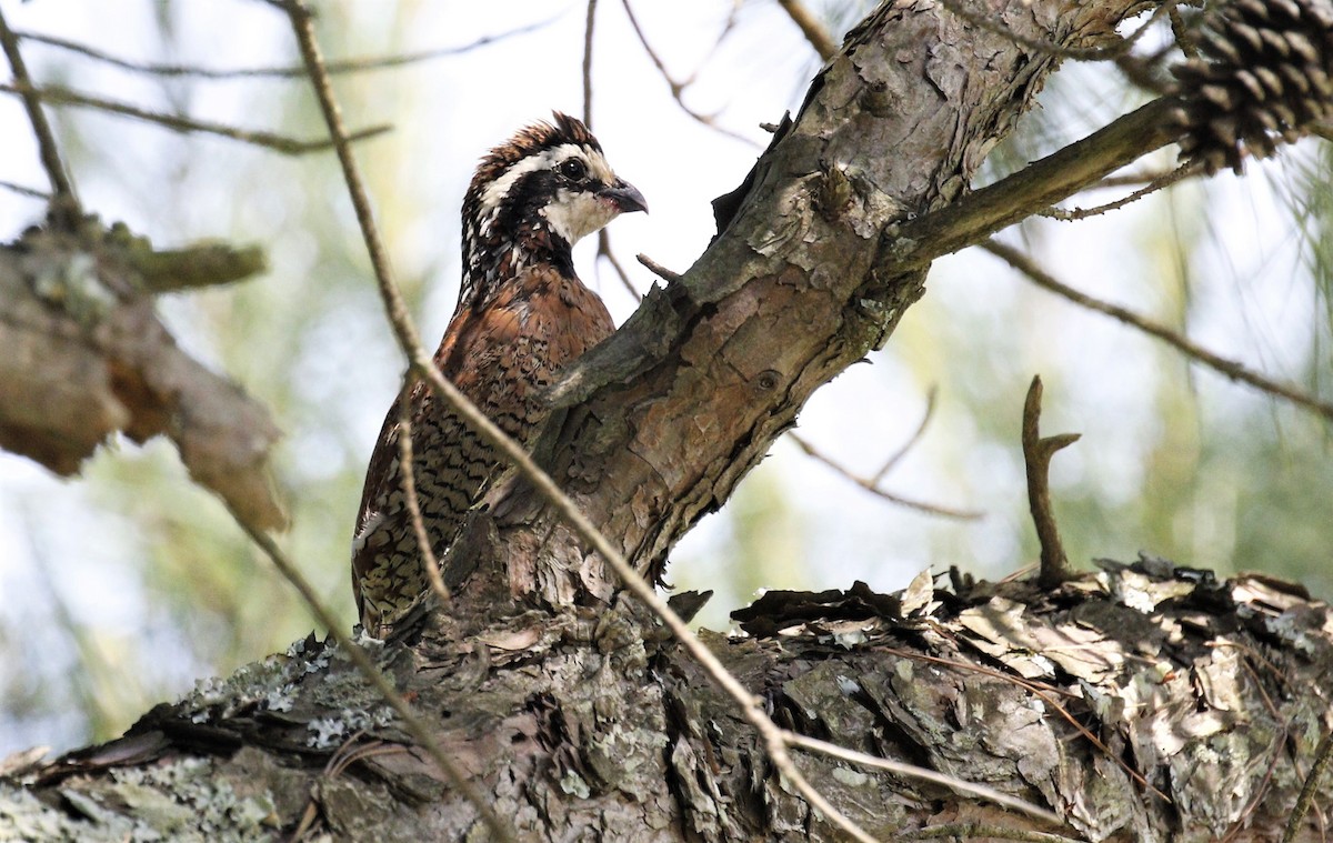 Northern Bobwhite - ML241570421